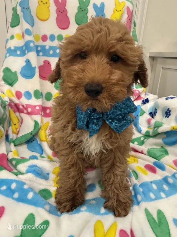 Hunter  – Poodle - Miniature  puppy for sale in Merritt Island, FL
