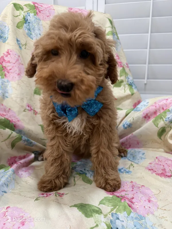 Hunter  – Poodle - Miniature  puppy for sale in Merritt Island, FL