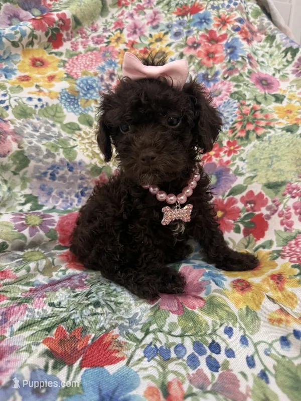 Zoey  – Poodle - Toy  puppy for sale in Merritt Island, FL