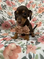 Mocha , a male Miniature Dachshund for sale in Merritt Island, FL – 3 of 9