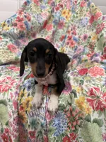 Lilly, a female Miniature Dachshund for sale in Merritt Island, FL – 3 of 9