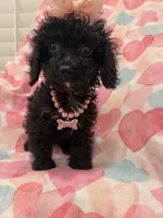Pepper , a female Poodle - Miniature  and Cavachon for sale in Merritt Island, FL – 6 of 10