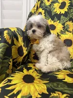 Maverick , a male Mal Shi for sale in Merritt Island, FL – 4 of 10