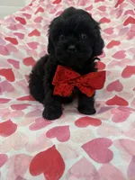 Hunter , a male Shihpoo for sale in Merritt Island, FL – 3 of 9