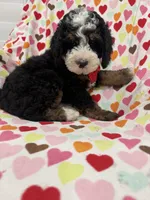 Snickers , a male Miniature Bernedoodle for sale in Merritt Island, FL – 4 of 10