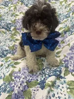 Mocha , a female Poodle - Toy  for sale in Merritt Island, FL – 2 of 6