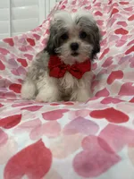 Gizmo , a male Mal Shi for sale in Merritt Island, FL – 5 of 10