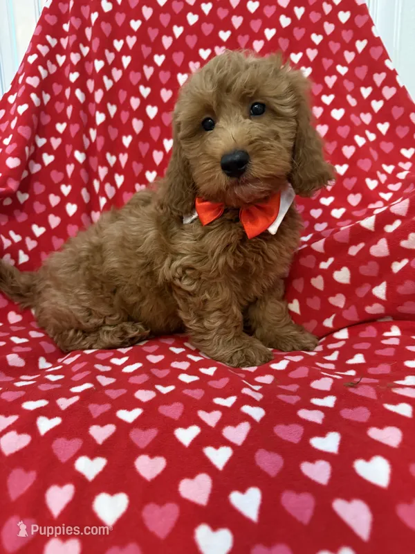 Rex  – Miniature Goldendoodle puppy for sale in Merritt Island, FL