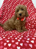 Rex , a male Miniature Goldendoodle for sale in Merritt Island, FL – 1 of 10