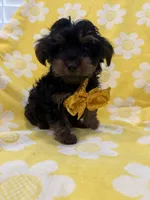 Zeus , a male Yorkipoo for sale in Merritt Island, FL – 6 of 8