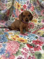 Peebles , a female Miniature Dachshund for sale in Merritt Island, FL – 7 of 10