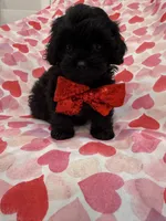 Hunter , a male Shihpoo for sale in Merritt Island, FL – 7 of 9