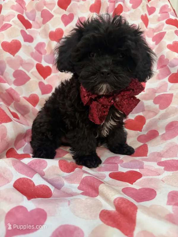 Oreo  – Shihpoo puppy for sale in Merritt Island, FL