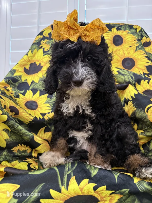 Violet  – Miniature Bernedoodle puppy for sale in Merritt Island, FL