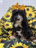 Violet , a female Miniature Bernedoodle for sale in Merritt Island, FL – 1 of 8