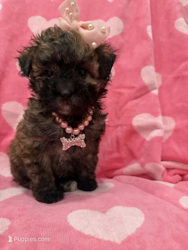 Bella  – Shihpoo puppy for sale in Merritt Island, FL