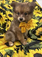 Koda , a male Pomeranian for sale in Merritt Island, FL – 8 of 10