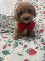 Cooper , a male Poodle - Miniature  and Cavachon for sale in Merritt Island, FL – 6 of 10