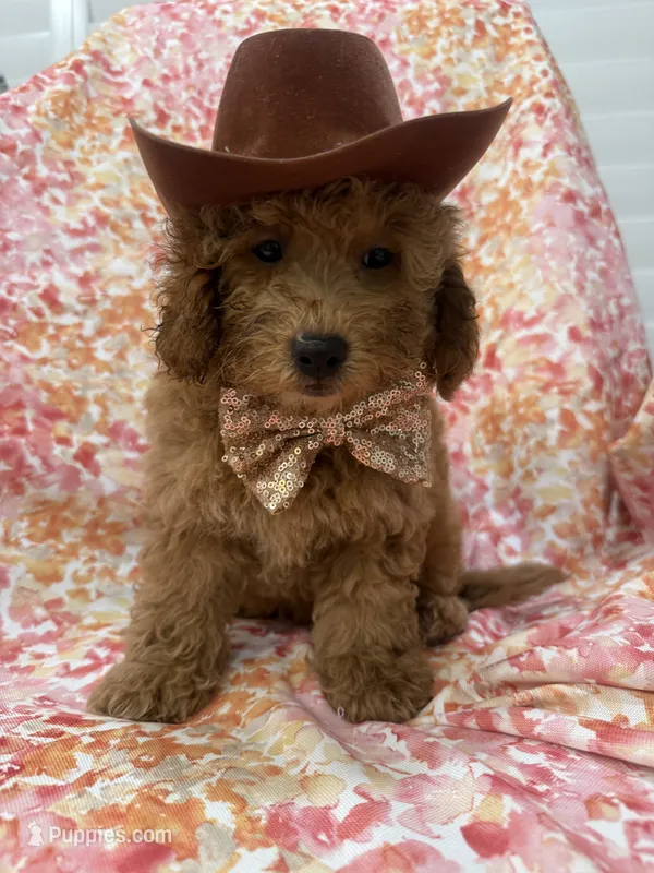 Oakley  – Goldendoodle puppy for sale in Merritt Island, FL