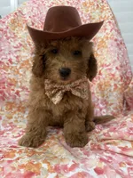 Oakley , a male Goldendoodle for sale in Merritt Island, FL – 1 of 10