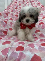 Gizmo , a male Mal Shi for sale in Merritt Island, FL – 4 of 10