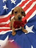 Tater Tot , a male Miniature Dachshund for sale in Merritt Island, FL – 2 of 9