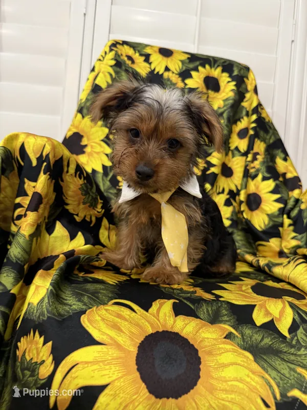 Scrappy  – Yorkshire Terrier puppy for sale in Merritt Island, FL