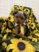Scrappy , a male Yorkshire Terrier for sale in Merritt Island, FL – 1 of 7