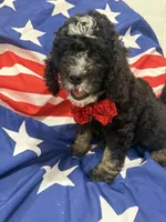 Pepper , a male Bernedoodle for sale in Merritt Island, FL – 3 of 8