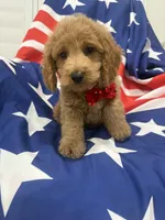 Hunter, a male Poodle - Miniature  for sale in Merritt Island, FL – 2 of 8