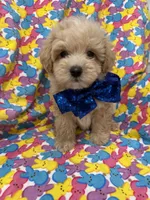 Milo , a male Maltipoo for sale in Merritt Island, FL – Photo 5 of 9