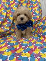 Milo , a male Maltipoo for sale in Merritt Island, FL – Photo 2 of 9