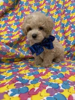 Milo , a male Maltipoo for sale in Merritt Island, FL – Photo 6 of 9