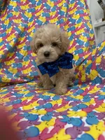 Milo , a male Maltipoo for sale in Merritt Island, FL – Photo 4 of 9