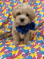 Milo , a male Maltipoo for sale in Merritt Island, FL – Photo 7 of 9