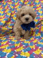 Milo , a male Maltipoo for sale in Merritt Island, FL – Photo 9 of 9