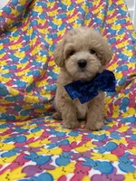 Milo , a male Maltipoo for sale in Merritt Island, FL – Photo 8 of 9