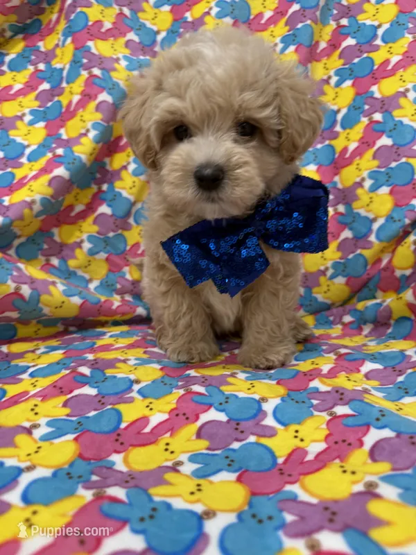 Milo  – Maltipoo puppy on hold in Merritt Island, FL