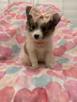 Pearl , a female Pomeranian for sale in Merritt Island, FL – 6 of 7