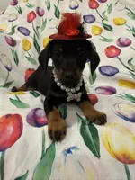 Daisy , a female Miniature Dachshund for sale in Merritt Island, FL – 5 of 8
