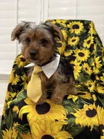 Scrappy , a male Yorkshire Terrier for sale in Merritt Island, FL – 6 of 7