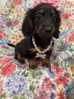 Haley , a female Miniature Dachshund for sale in Merritt Island, FL – 2 of 10
