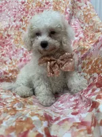Remi , a male Maltipoo for sale in Merritt Island, FL – 8 of 8