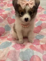 Pearl , a female Pomeranian for sale in Merritt Island, FL – 2 of 7