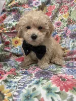 Peaches 🍑 , a male Maltipoo for sale in Merritt Island, FL – 2 of 9