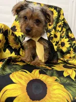 Scrappy , a male Yorkshire Terrier for sale in Merritt Island, FL – 4 of 7