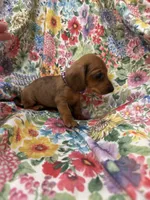Peebles , a female Miniature Dachshund for sale in Merritt Island, FL – 9 of 10