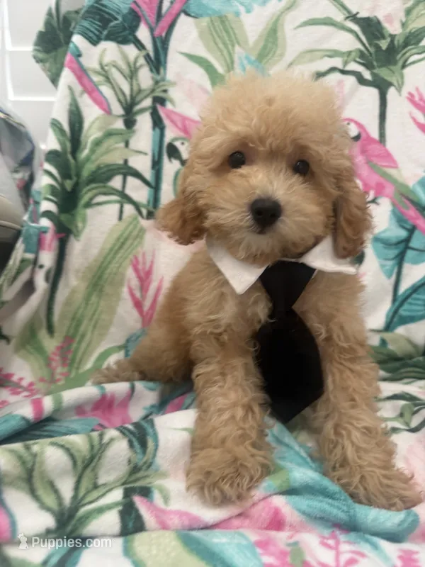 Spencer  – Poodle - Miniature  puppy for sale in Merritt Island, FL