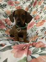 Winnie , a female Miniature Dachshund for sale in Merritt Island, FL – 8 of 8