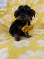 Zeus , a male Yorkipoo for sale in Merritt Island, FL – 7 of 8